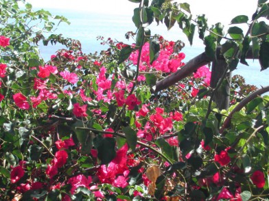 Bougainvillea